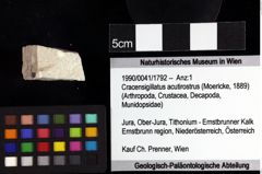 Foto (Objket + Etiketten) von Oxythyreus sp. 